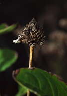 Heliopsis helianthoides (L.) Sw. resmi