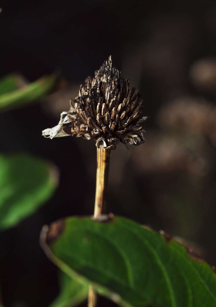 Image de Heliopsis