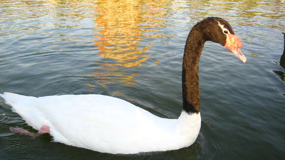 Image of Black-necked Swan