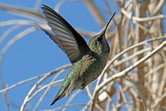 Image of Calypte Gould 1856