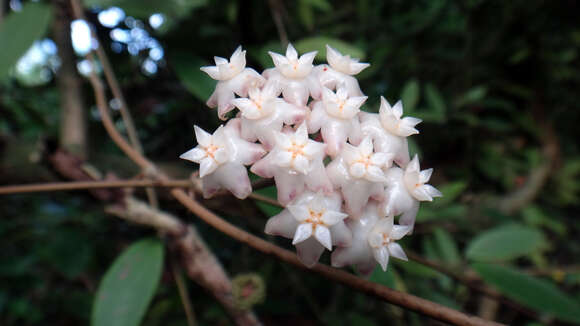 Image of Hoya acuta Haw.