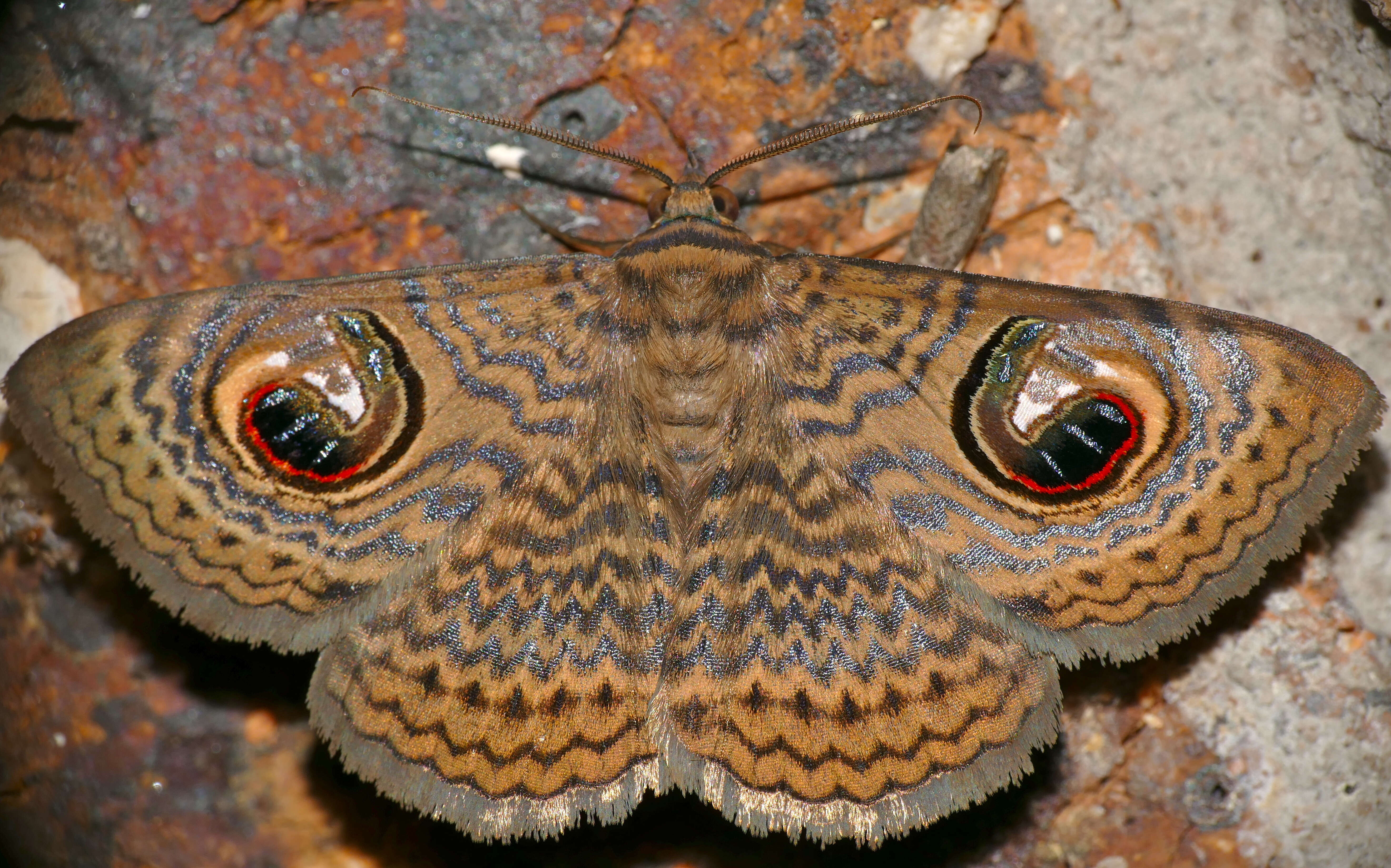 Imagem de Calliodes pretiosissima Holland 1892