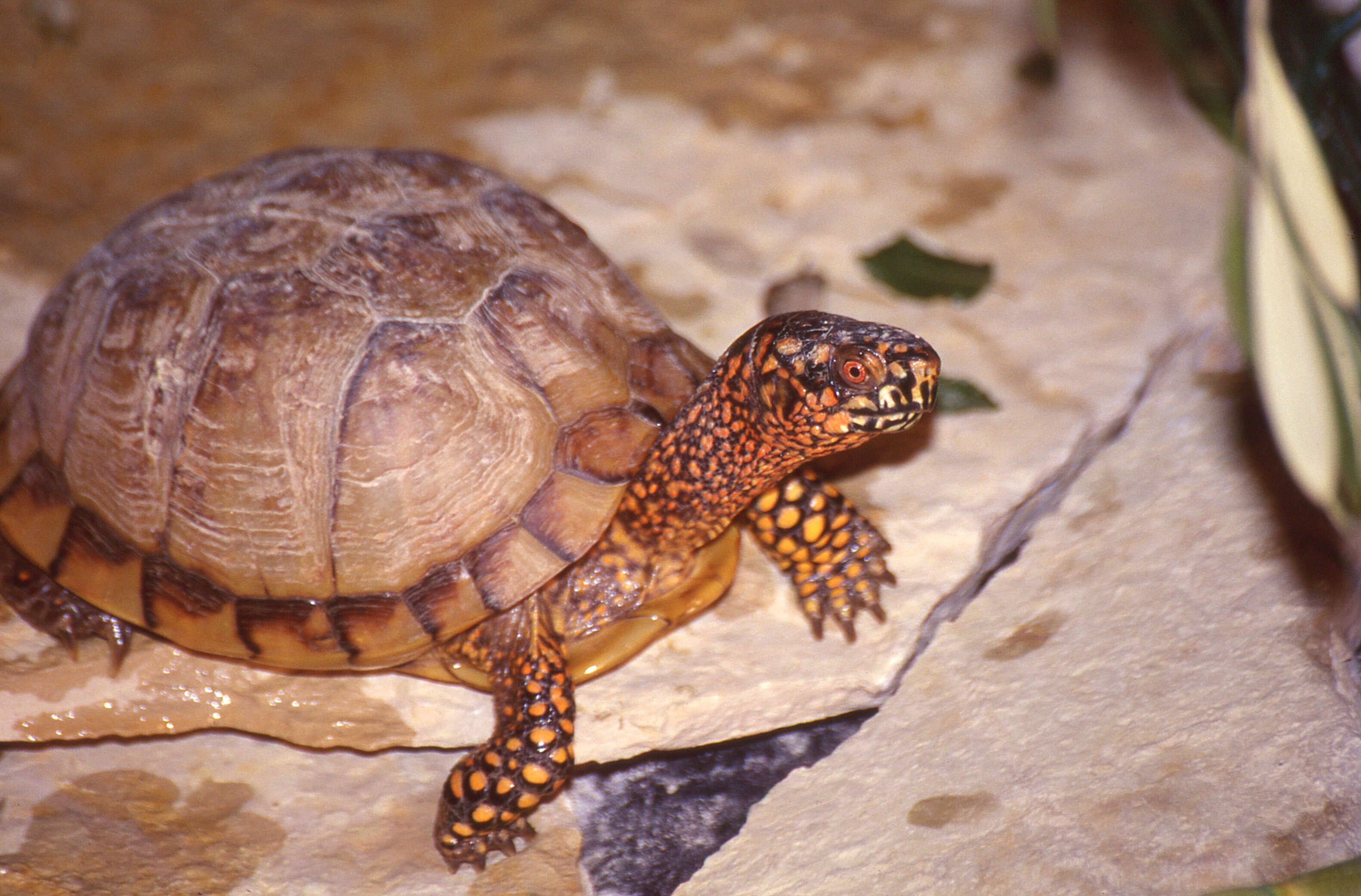 Image of box turtle