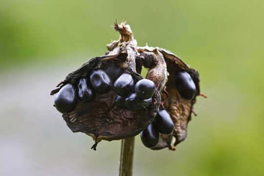 Image of peony