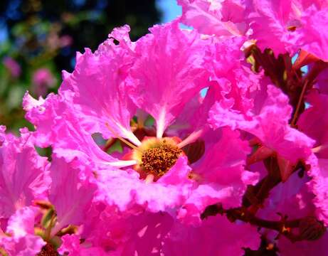 Image of lagerstroemia