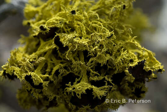 Image of wolf lichen