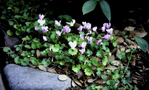 Слика од Cyclamen hederifolium Aiton