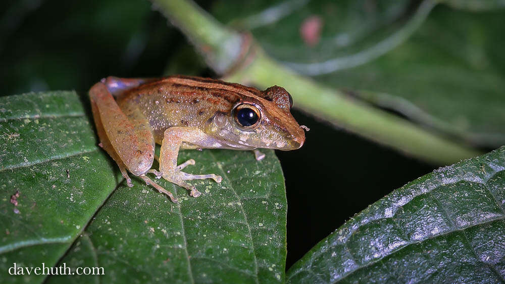 Слика од Brachycephaloidea Günther 1858