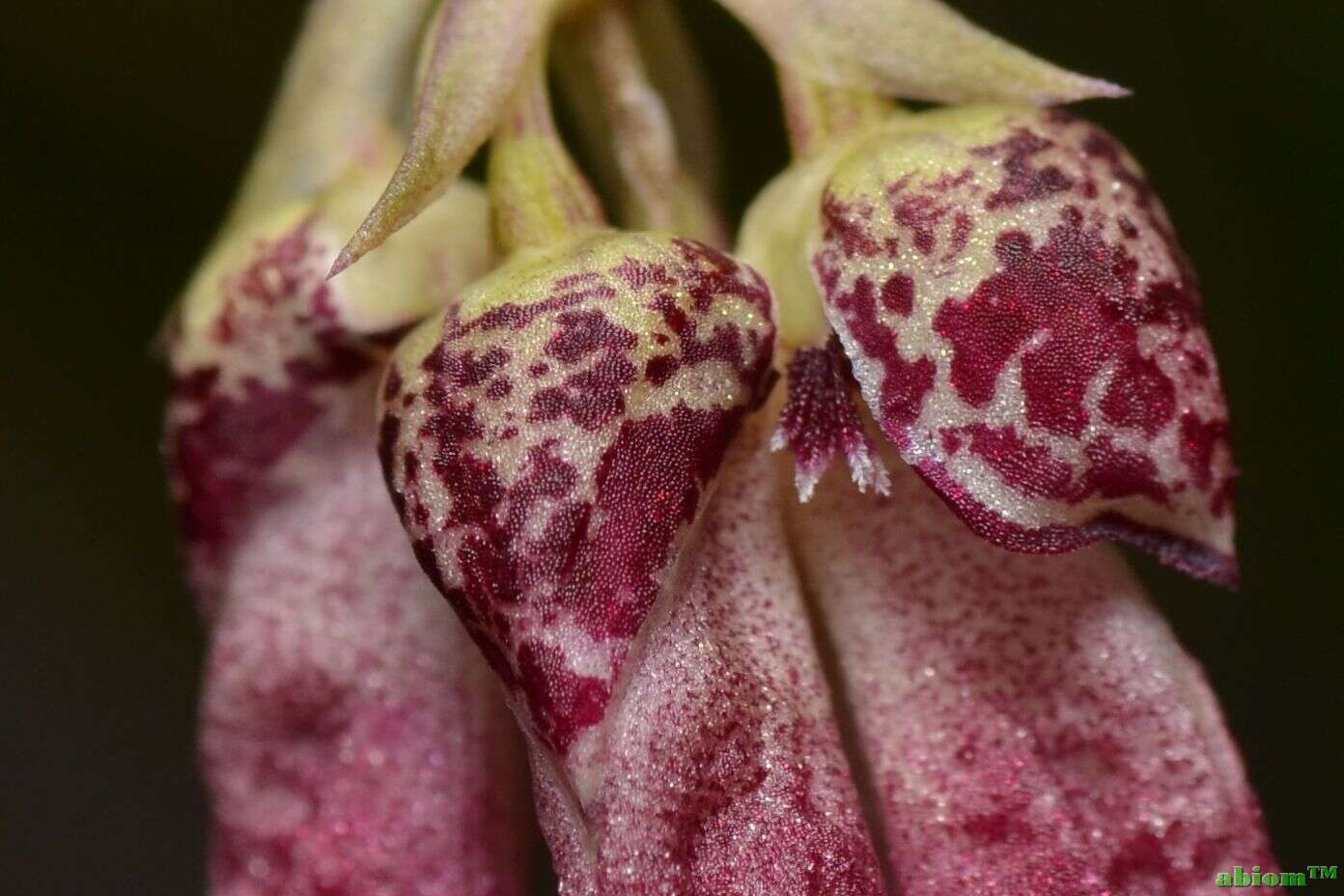 Image of Bulbophyllum plumatum Ames