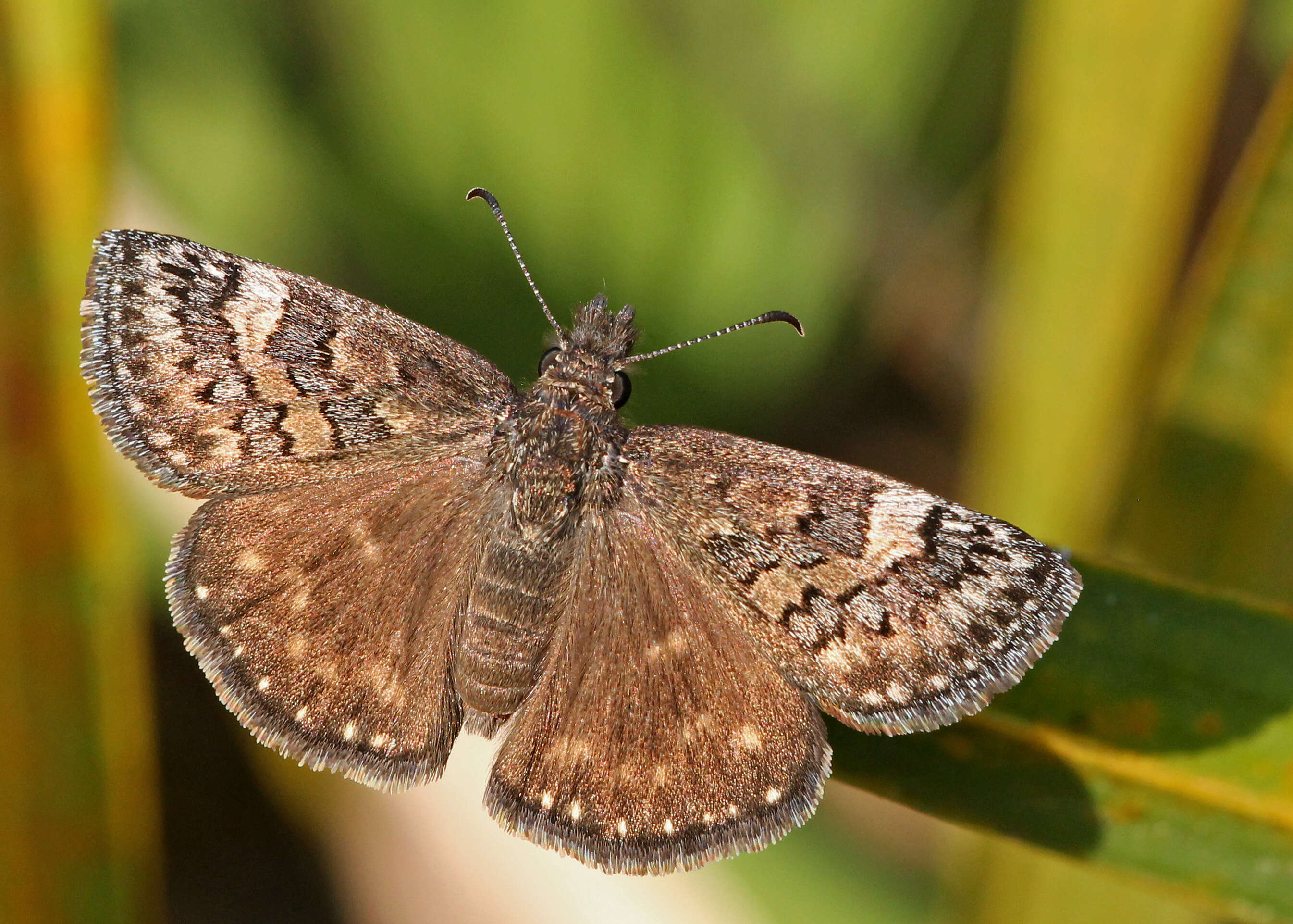 Image of Skipper