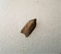 Image of Schaller's acleris moth