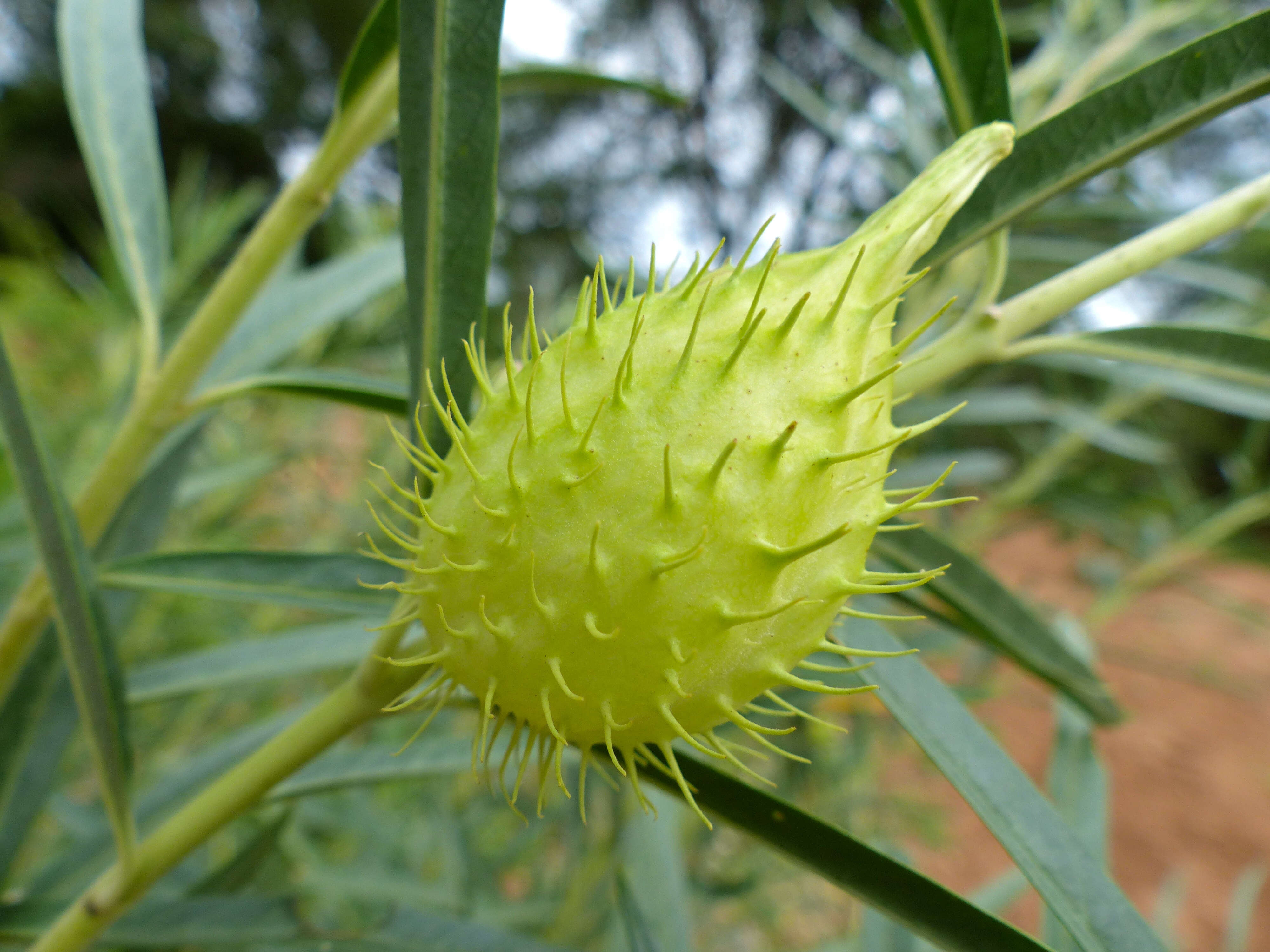 Image of Shrubby milkweed