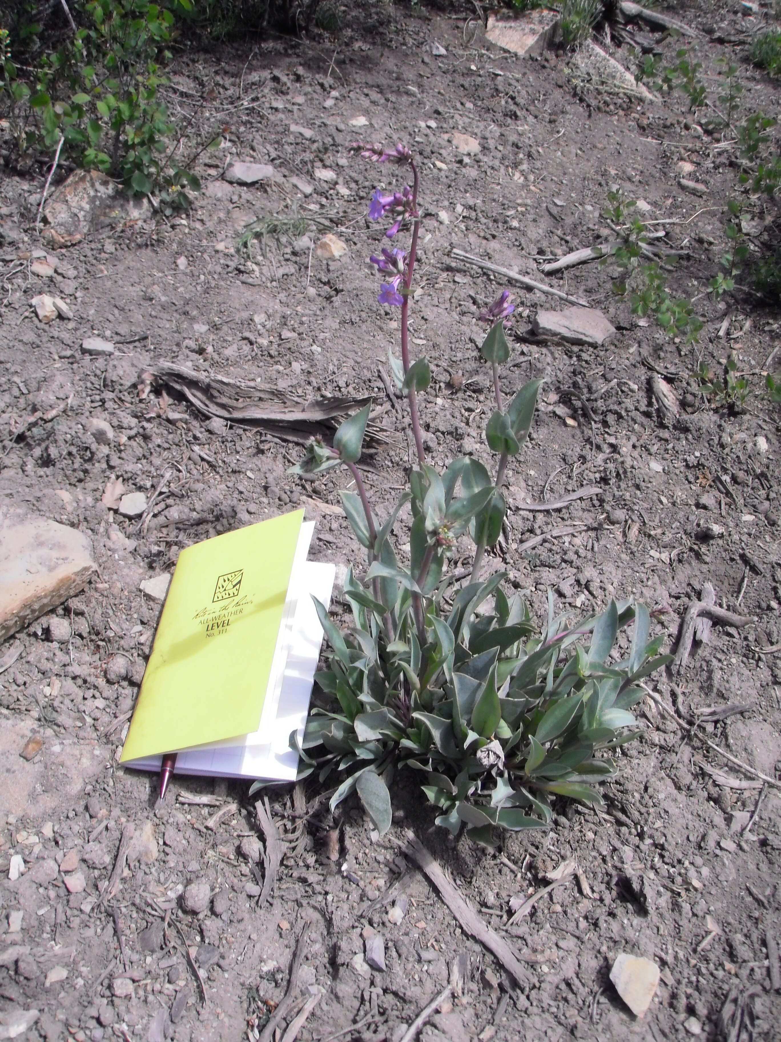 Image of Osterhout's beardtongue