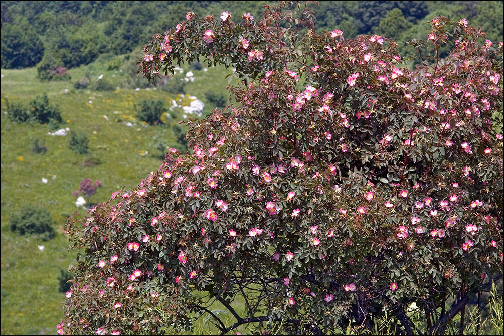 Image of Rosa glauca Pourret