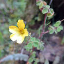 Image of Oxalis lotoides Kunth