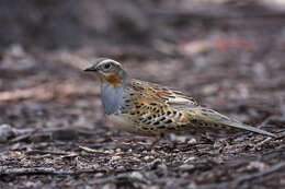 Imagem de Cinclosoma punctatum (Shaw 1795)