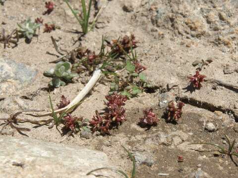 Image of pygmyweed