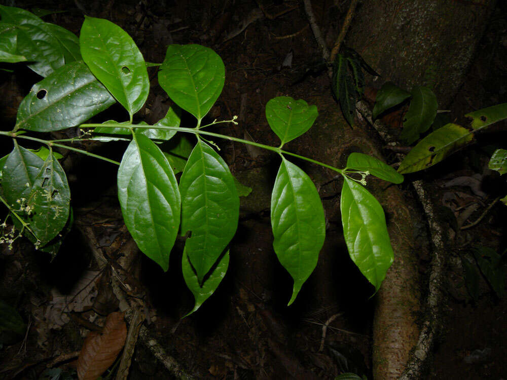 Plancia ëd Crossopetalum parviflorum (Hemsl.) Lundell