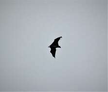 Image of Flying foxes