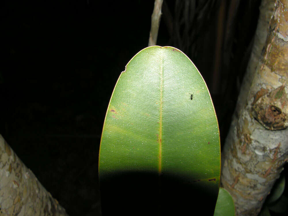 Image of calophyllum