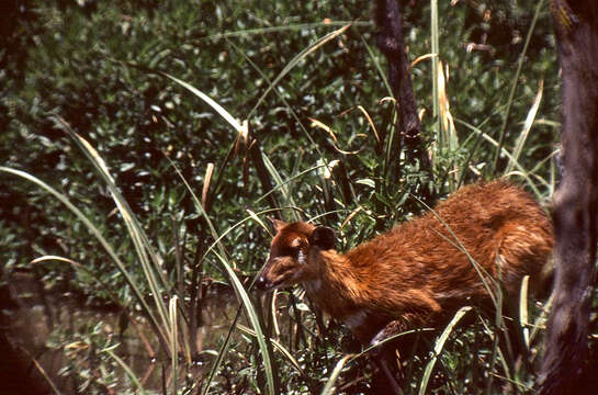 Image of Spiral-horned Antelope