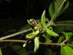Image of Rinorea sylvatica (Seem.) Kuntze