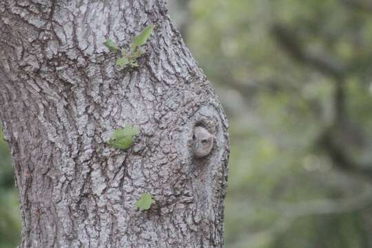 Image of Screech owl