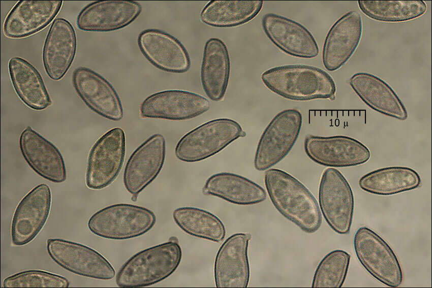 Слика од Suillellus luridus