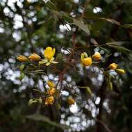 Image of Chamaecrista setosa (Vogel) H. S. Irwin & Barneby