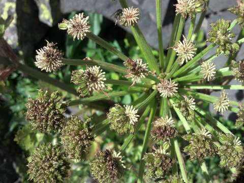 Image of Gray's angelica