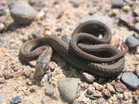 Image of Northern redbelly snake