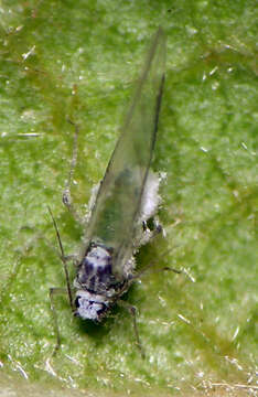 Image of Hyalopterus