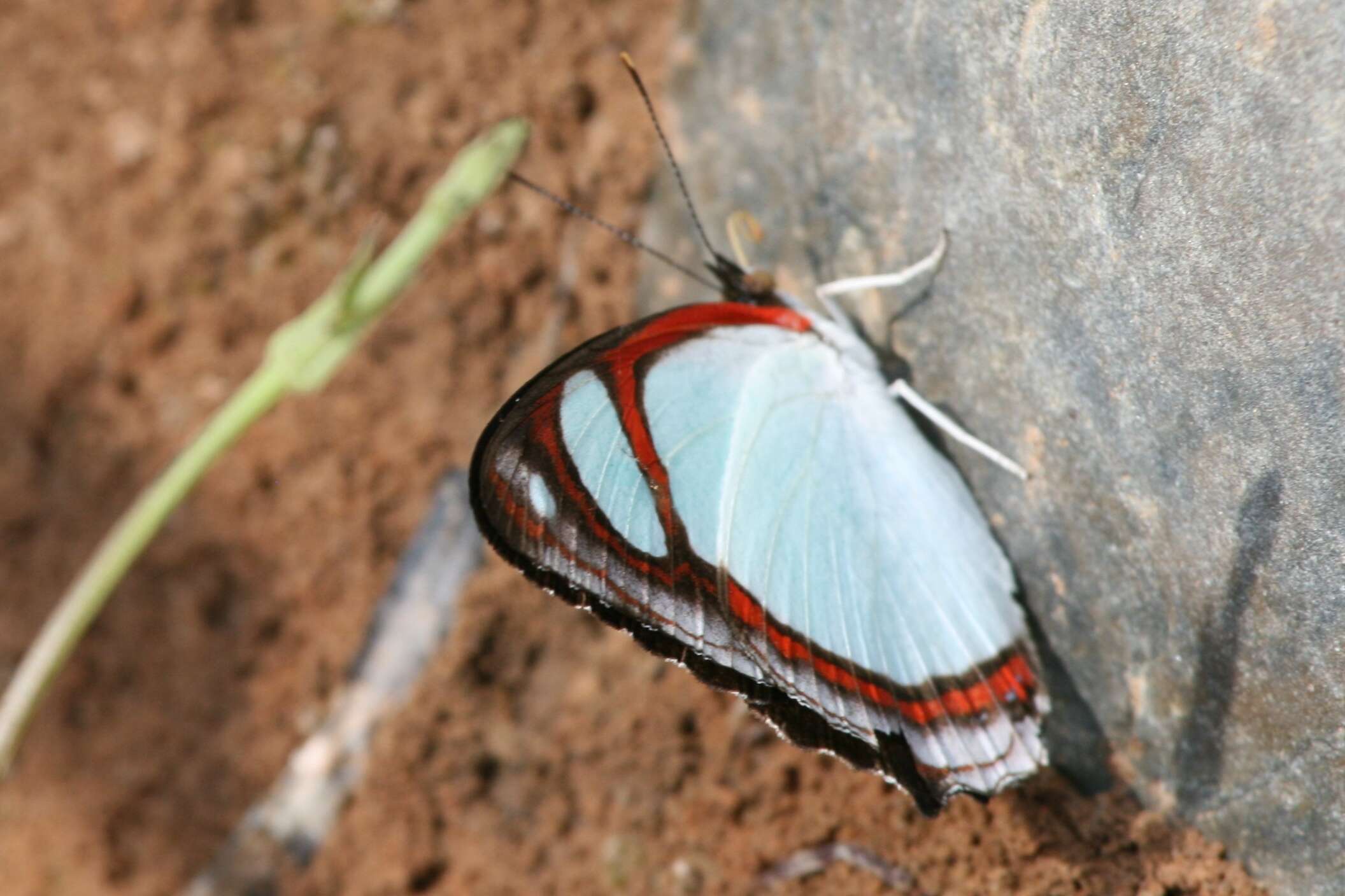 Image of Pyrrhogyra crameri Aurivillius