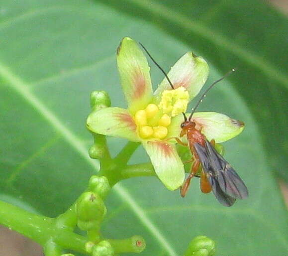 Image of Jatropha subaequiloba Radcl.-Sm.