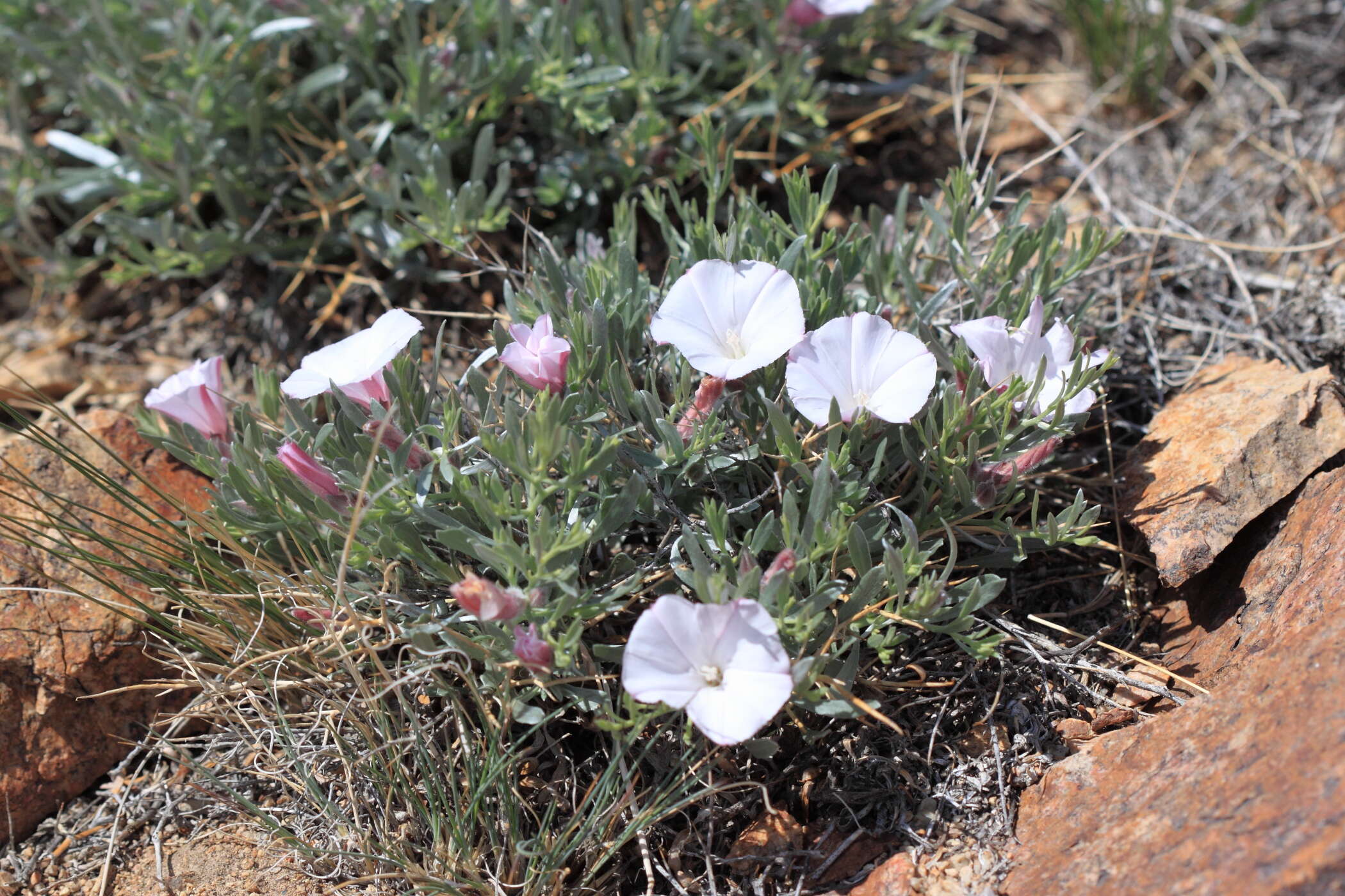 Imagem de Convolvulus tragacanthoides Turcz.