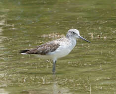 Image of Tringa Linnaeus 1758