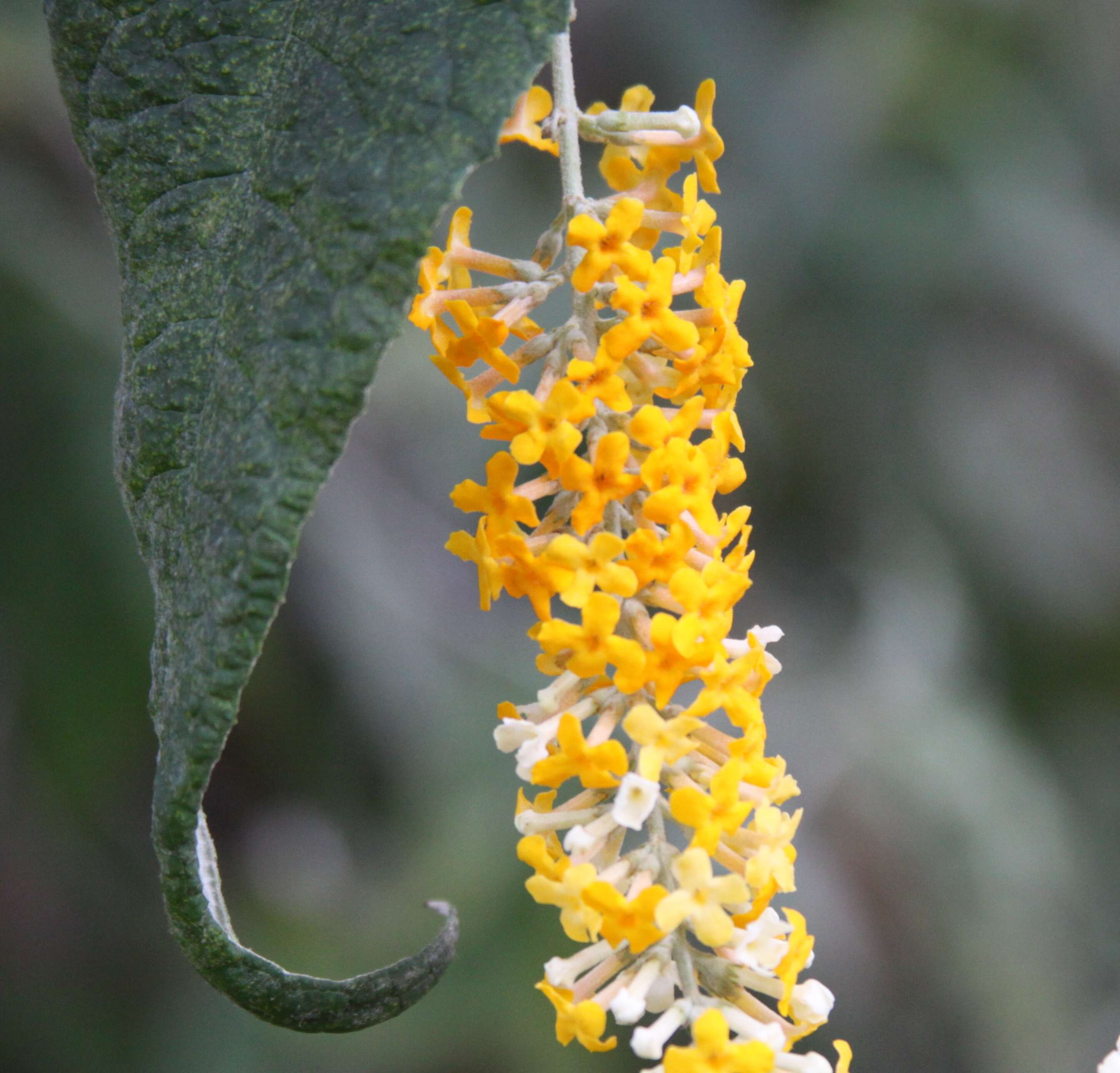 Image of Butterfly Bush