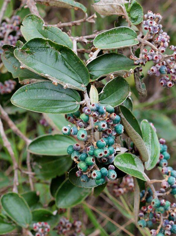 Image of Miconia albicans (Sw.) Steud.