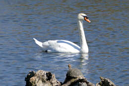 Image of Swan