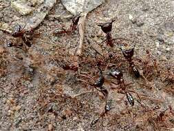 Image of Driver ants