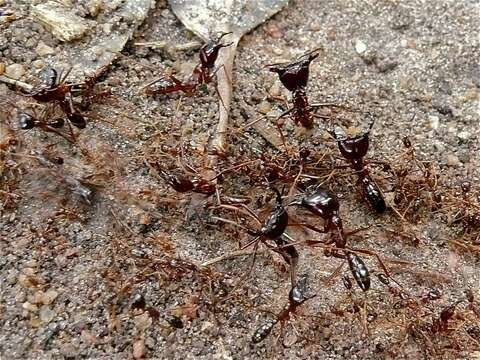 Image of Driver ants