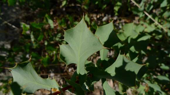 Image of Hakea prostrata R. Br.