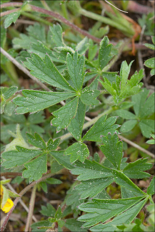 Image of Potentilla pusilla Host