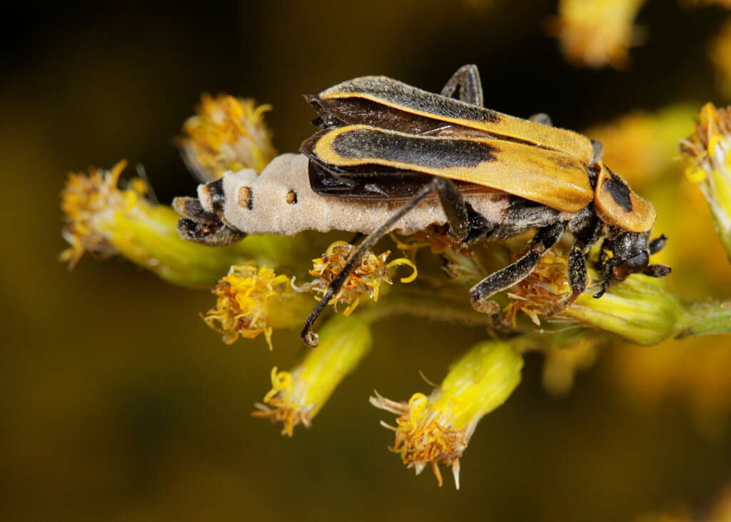 Image of Entomophthoromycetes