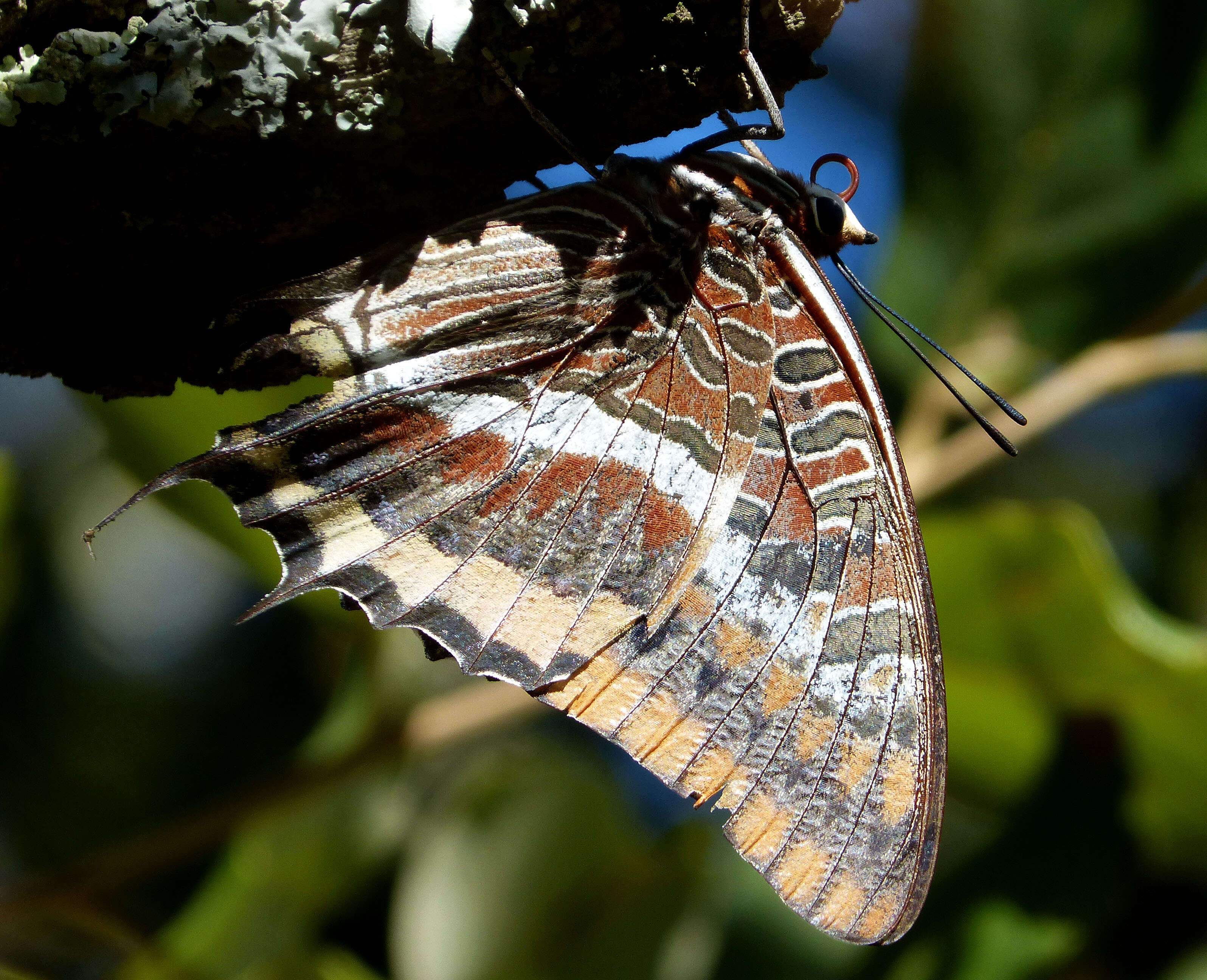 Image of Charaxes