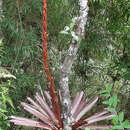 Image of Tillandsia pastensis André