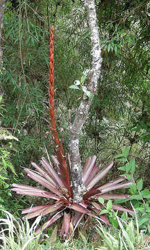 Tillandsia pastensis André的圖片