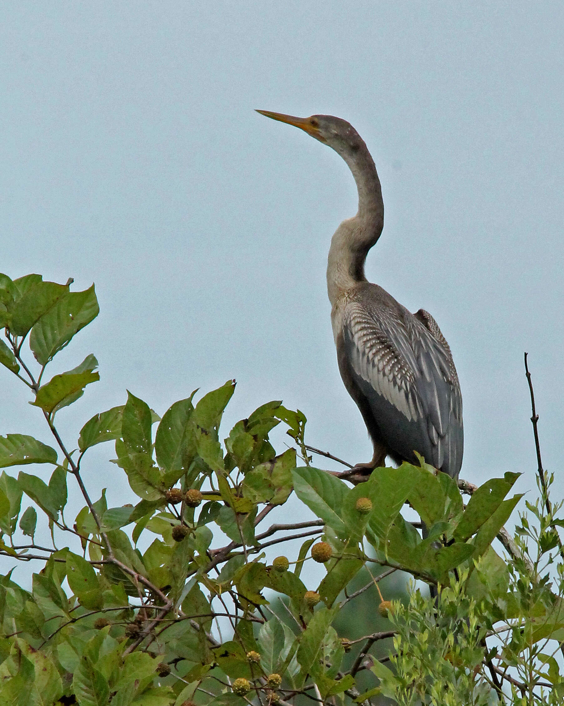 Image de Anhinga d'Amérique