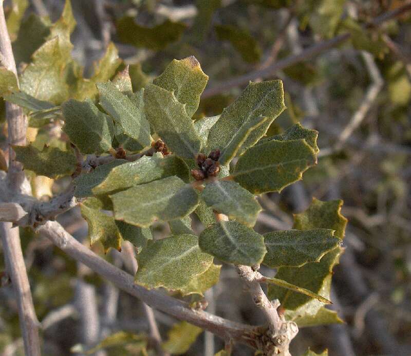 Слика од Quercus turbinella Greene