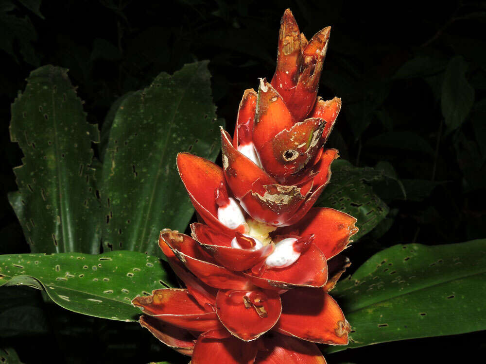 Image of spiral ginger